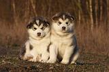 ALASKAN MALAMUTE 607